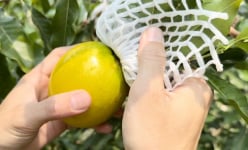 Trồng thành công vú sữa Hoàng Kim trên đất Quảng Ngãi