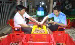 Nghề lạ ở Cà Mau, ngồi nhà 'gô cổ, trói nghiến' con vật này mà mỗi người kiếm 300.000 đồng/ngày