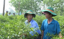 Thứ quả 'hướng chỉ thiên' này ở Bình Định đang tăng giá tốt, nông dân đi hái một buổi là có tiền triệu