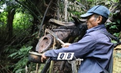 Chui vô khu rừng ở Quảng Bình chặt cây hứng rượu chảy ra, ấy thế mà nếm lâng lâng