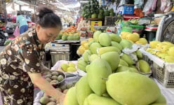 Xoài cát Hòa Lộc đầy chợ, giá rẻ chưa từng thấy, đến người bán cũng hết hồn