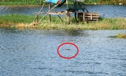 Cá sấu bất ngờ xuất hiện trên kênh, một xã của tỉnh Bạc Liêu ra thông báo khẩn