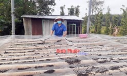Nuôi con chả tốn tiền mua thức ăn, hàng ngày hốt 'phân vua', anh nông dân Bình Phước kiếm bộn tiền