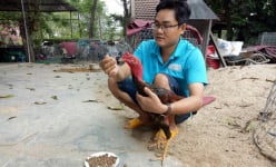 Nuôi gà nòi Tây Sơn, cho ăn toàn đồ sang chảnh, anh kỹ sư ở Bình Định lãi 1 tỷ/năm