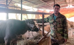 Nông dân giỏi người K’Ho ở Lâm Đồng làm giàu nhờ nuôi trâu dưới chân núi Lang Biang