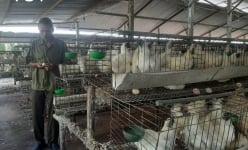 Nuôi gia cầm ở Tiền Giang, vì đâu nên nỗi tiến thoái lưỡng nan, trở đi mắc núi, trở về mắc sông?