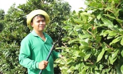 Vườn mai tiền tỷ của một nông dân Sài Gòn, vào vườn bát ngát bao la với 12.000 cây mai vàng