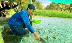 Đàn cá hoang ùn ùn kéo tới con kênh ở An Giang đòi ăn chuối chín, cả làng đến xem, thay nhau chăm sóc