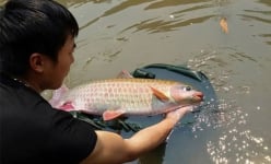 Loài cá 'ngũ quý hà thủy' xưa dùng để tiến vua, có giá trị như một vị thuốc, được coi là 'mỏ vàng'