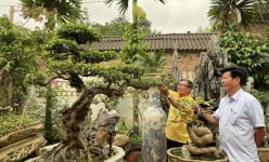 Trồng cây cảnh thế lạ, dáng độc, nông dân đất Chờ của Bắc Ninh có tài sản tiền tỷ