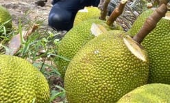 Vô miệt vườn Vĩnh Long tha hồ ăn trái cây ngon, xem dân bán mít Thái mà bất ngờ