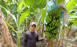 Chàng hotboy nông dân ở Long An trồng thứ cây bình dân mà thu tiền tỷ