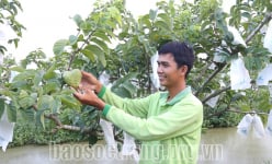 Vườn nhiễm phèn trồng cam, mít chết hàng loạt, đem trồng na Thái không ngờ quả to đùng, thương lái mua hết
