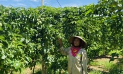 Gia Lai: Người trồng chanh dây 'ngồi trên đống lửa' do lỗ nặng, vì đâu nên nỗi!