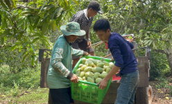Giá xoài xuống thấp, nhà vườn Đồng Nai than ngắn thở dài