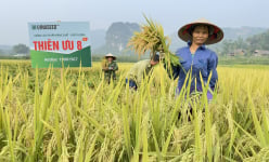 Giống lúa Thiên ưu 8 thế hệ mới thể hiện đặc tính ưu việt gì mà được nông dân Tuyên Quang ưa thích?