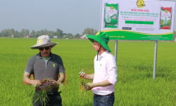 Nhà cung cấp thiết bị bay và phân bón 'bắt tay' nhau giúp nông dân trồng lúa