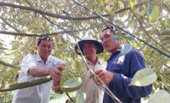 Kiên Giang: Vì sao trên cánh đồng lúa lại mọc lên những vườn sầu riêng bạt ngàn, trồng 1 lần ăn hoài?