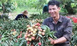 Hải Dương: Ông nông dân đang có nhiều cây vải chín sớm nhất huyện Thanh Hà là ai?