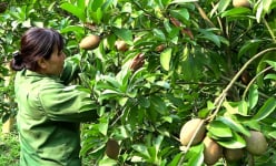 Trồng loại quả ngon giúp chắc xương, chống trầm cảm, cắn ngọt tận chân răng, nông dân Yên Bái giàu 