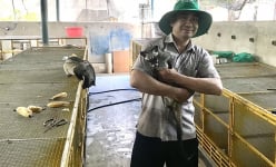 Nuôi loài thú đặc sản để bán con giống, một nông dân Bình Định thu về 1,4 tỷ/năm