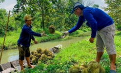 Nghề độc, lạ ở Sóc Trăng: Cầm dao đi “gõ” sầu riêng, kiếm tiền triệu mỗi ngày