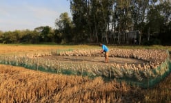 Vùng đất này của Đồng Tháp, nông dân nuôi vịt kiểu gì mà nhặt trứng liên tục, cứ bán 1 quả lời 1.500 đồng?