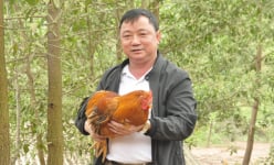 Nhân giống thành công loại gà đặc sản-gà Tiên Yên đất Quảng Ninh là ông Chủ tịch Hội Nông dân huyện