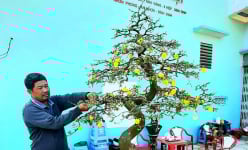 Trồng loại cây cảnh một năm chỉ nở hoa rộ một lần, một nông dân ở Bình Định thu nhập tiền tỷ