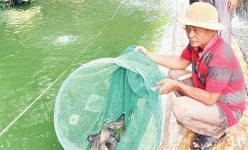 Nuôi thứ cá ăn bổ dưỡng ví như nhân sâm nước, anh nông dân tên Giàu ở Tây Ninh giàu thật