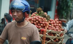 Vải thiều Thanh Hà vừa mất mùa vừa mất giá, nông dân xót xa bán buôn 15 nghìn đồng/kg