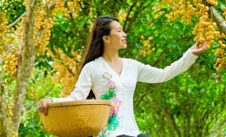  Thiên Cấm Sơn vào mùa cây trái xum xuê