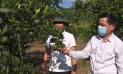 Nông dân Nậm Tăm ở Lai Châu thu nhập khá từ chuyển đổi cây trồng, vật nuôi
