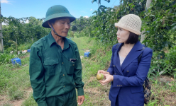 Gia Lai: Tổ khuyến nông cộng đồng giúp nông dân làm giàu với cây 'triệu đô'