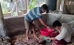 Nuôi loài đoản mệnh la liệt trong nhà, người ăn, cá ăn, chim cảnh cũng ăn, chị nông dân Vĩnh Long phát tài