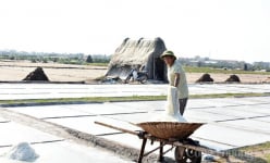 Rõ là được mùa nhưng diêm dân ở cánh đồng muối Bạch Long lại vẫn không vui, nguyên nhân là do đâu?