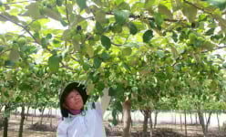 Ông nông dân tỷ phú Khánh Hòa trồng táo kiểu gì mà thiên hạ nhìn đâu cũng thấy trái, vườn đẹp như phim?