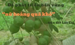 'Nữ hoàng quả khô' trên đất Lào Cai là cây gì mà nông dân kỳ vọng ghê gớm?