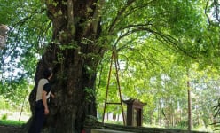 Cây cổ thụ ở một làng cổ nổi tiếng của Thừa Thiên Huế, ai vào làng đều tò mò muốn xem