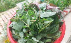 Loại rau lung tung nhà nghèo xưa ăn 'chung tình', nay nhắc tên nhà giàu còn thèm, đó là thứ rau gì?