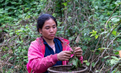 Quảng Trị: Vào rừng nhặt loại quả này về phơi bán, chưa kịp phơi xong doanh nghiệp đã đến tận nơi đặt mua