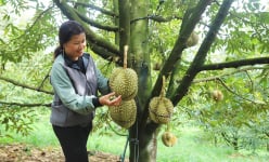 Trồng sầu riêng, thương lái vô tấp nập, toàn nhà thu tiền tỷ, ở nơi này của Lâm Đồng như 'làng tỷ phú'