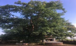 Ở một nơi của Nam Định phát hiện hàng vạn di vật, có một giếng cổ soi bóng cây bồ đề cổ thụ