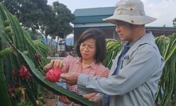 Một người Dao ở Thái Nguyên đưa giống thanh long ruột tím về trồng giúp nhiều hộ khác có thu nhập cao