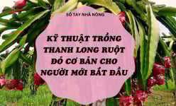 SỔ TAY NHÀ NÔNG: Kỹ thuật trồng thanh long ruột đỏ cơ bản cho người mới bắt đầu