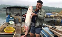 Nuôi những con 'thủy quái' khổng lồ này, nông dân một nơi ở Hòa Bình bê nặng lặc lè mà đổi đời
