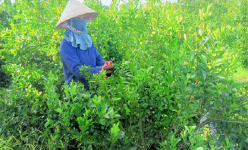 Cây hạnh là cây gì mà có một nông dân Hậu Giang trồng có 6 công đất cho lãi tới 350 triệu?