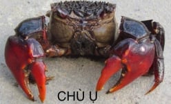 Ở một nơi của Trà Vinh có một loài giáp xác, tên nghe buồn rười rượi, nhìn mặt lại bật cười, chẳng phải là cua