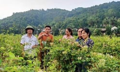 Một nơi ở Thanh Hóa, nông dân trồng vô số cây dược liệu gì, có cây tên lạ, ra hoa lạ mà đổi đời?