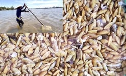 Đặc sản tên độc, lạ chỉ có ở Quảng Ngãi vô cùng ngon ngọt và khan hiếm, bán giá 5.000 đồng/lon